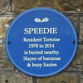 Speedie